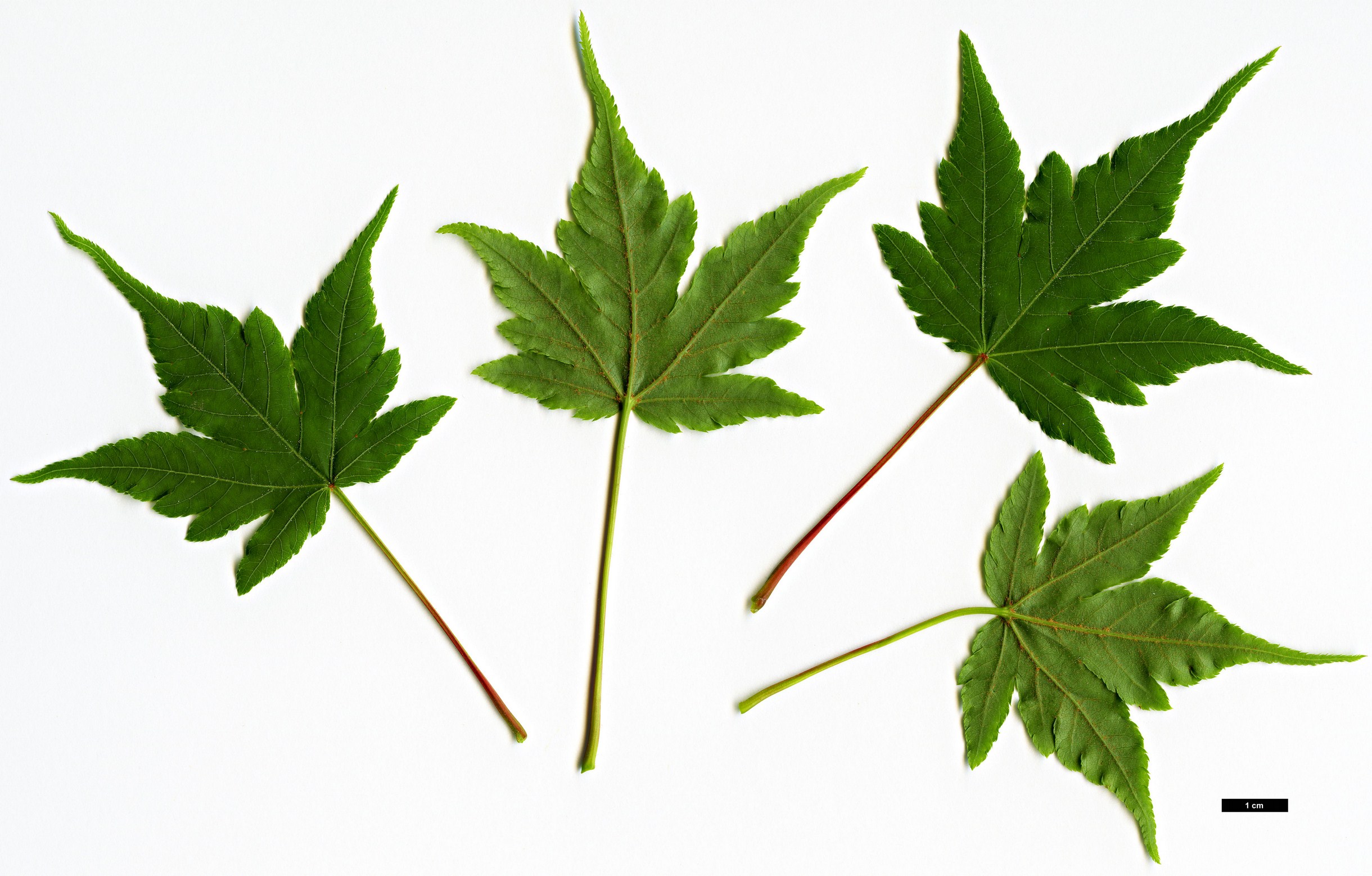 High resolution image: Family: Sapindaceae - Genus: Acer - Taxon: tschonoskii - SpeciesSub: var. australe